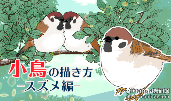 动漫鸟类的画法讲座漫画小鸟特征基本画法 麻雀篇 Manga漫研网