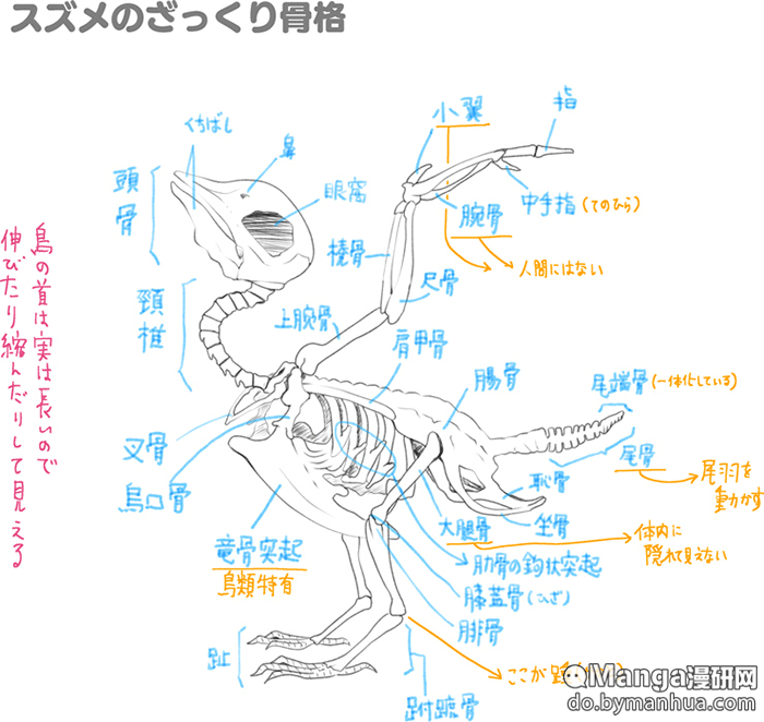 麻雀的器官结构图图片